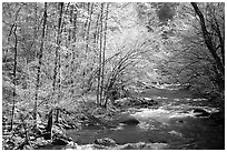 Middle Prong of the Little River in the sun, Tennessee. Great Smoky Mountains National Park, USA. (black and white)