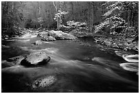 Stream and dogwoods in bloom, Middle Prong of the Little River, late afternoon, Tennessee. Great Smoky Mountains National Park ( black and white)