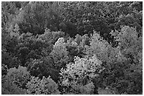 Trees in fall color on hillside. Hot Springs National Park, Arkansas, USA. (black and white)