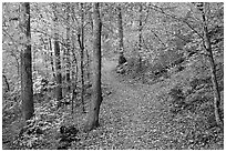 Trail and trees in fall colors, Gulpha Gorge. Hot Springs National Park ( black and white)