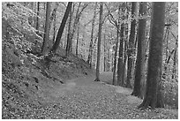 Trail covered with fallen leaves. Mammoth Cave National Park, Kentucky, USA. (black and white)
