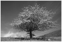Tree with spring foliage standing against sky. Shenandoah National Park, Virginia, USA. (black and white)