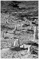 Ghost forest of caliche sand castings , San Miguel Island. Channel Islands National Park, California, USA. (black and white)