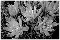 Sand Lettuce stonecrop plant, San Miguel Island. Channel Islands National Park ( black and white)
