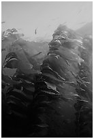 Macrocystis pyrifera (Giant Kelp), Annacapa  Marine reserve. Channel Islands National Park, California, USA. (black and white)