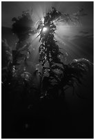 Underwater view of kelp fronds with sun beams. Channel Islands National Park ( black and white)