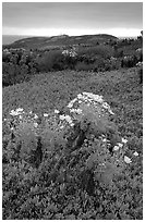 Giant Coreopsis and ice plant. Channel Islands National Park, California, USA. (black and white)