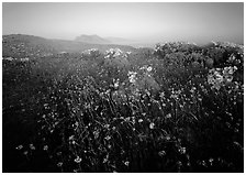 Spring wildflowers and mist, early morning, Anacapa Island. Channel Islands National Park, California, USA. (black and white)