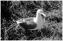 Western seagull. Channel Islands National Park ( black and white)