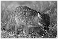 Critically endangered Coast Fox (Channel Islands Fox), Santa Cruz Island. Channel Islands National Park ( black and white)