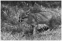 Short-Tailed Fox (Insular Gray Fox), Santa Cruz Island. Channel Islands National Park ( black and white)