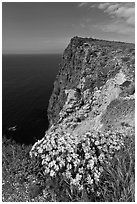 Coreopsis and cliff, Cavern Point, Santa Cruz Island. Channel Islands National Park ( black and white)