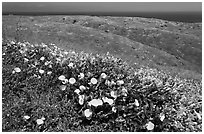Wild Morning Glory flowers, hills, and ocean, Santa Cruz Island. Channel Islands National Park ( black and white)