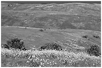 Mustard flowers and rolling hills, Santa Cruz Island. Channel Islands National Park ( black and white)
