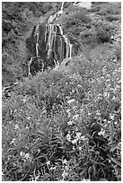 Wildflowers and Vidae Falls. Crater Lake National Park, Oregon, USA. (black and white)
