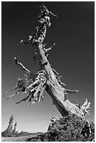 Ancient Whitebark pine and lichen. Crater Lake National Park ( black and white)