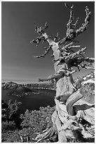 Whitebark pine tree and lake. Crater Lake National Park ( black and white)