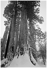 Giant Sequoia trees (Sequoia giganteum) in winter, Grant Grove. Kings Canyon National Park ( black and white)