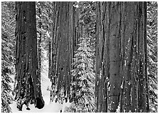 Sequoias and pine trees covered with fresh snow, Grant Grove. Kings Canyon  National Park ( black and white)