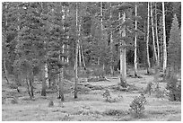 Pine trees in Big Pete Meadow, Le Conte Canyon. Kings Canyon National Park ( black and white)