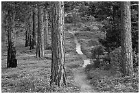 Trail in pine forest. Kings Canyon National Park ( black and white)