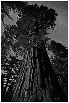 Moonlit sequoia and star trails. Kings Canyon National Park ( black and white)