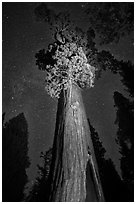 General Grant tree under starry skies. Kings Canyon National Park, California, USA. (black and white)
