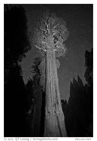 General Grant tree and night sky. Kings Canyon National Park (black and white)