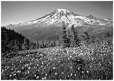 Avalanche lillies and Mt Rainier seen from  Tatoosh range, afternoon. Mount Rainier National Park ( black and white)