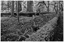Ferns and fallen log. Mount Rainier National Park ( black and white)