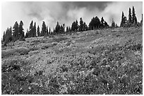 Brighly colored meadow and tree line in autumn. Mount Rainier National Park, Washington, USA. (black and white)