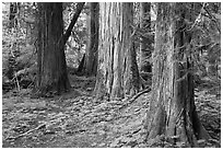 Patriarch Grove. Mount Rainier National Park ( black and white)