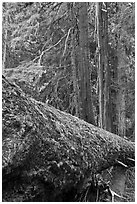 Moss-covered fallen tree in Patriarch Grove. Mount Rainier National Park ( black and white)