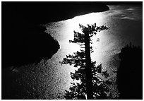 Backlit Tree and Diablo lake, North Cascades National Park Service Complex.  ( black and white)