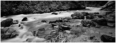 Stream in forest with colored mud. North Cascades National Park (Panoramic black and white)