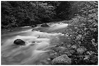 North Fork of the Cascade River in autumn, North Cascades National Park.  ( black and white)