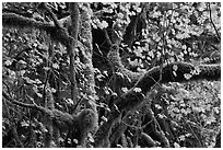 Maple and moss-covered tree trunks, North Cascades National Park Service Complex.  ( black and white)