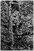 Maple leaves in dark rainforest, North Cascades National Park Service Complex.  ( black and white)