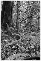 Ferns and rainforest, North Cascades National Park Service Complex.  ( black and white)