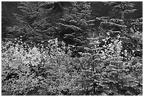 Mosaic of berry plants in autumn color and sapplings, North Cascades National Park. Washington, USA. (black and white)
