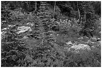 Berry plants, rocks and spruce forest in autumn, North Cascades National Park Service Complex.  ( black and white)