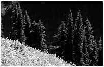 Wildflowers and pine trees, Hurricane ridge. Olympic National Park, Washington, USA. (black and white)