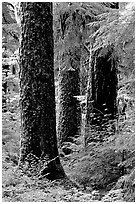 Trunks near Sol Duc falls. Olympic National Park ( black and white)