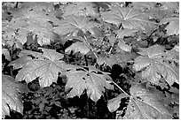 Red berries and leaves. Olympic National Park ( black and white)