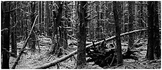 Mossy rainforest. Olympic National Park (Panoramic black and white)