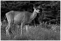 Deer in meadow with lupine. Olympic National Park ( black and white)