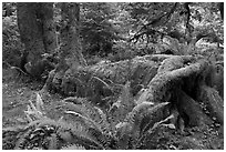 Tree growing on fallen tree, Hoh rainforest. Olympic National Park ( black and white)