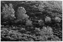 Trees on rolling chaparral shrubs. Pinnacles National Park ( black and white)