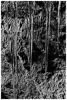Icicles and mossy rocks, Balconies Caves. Pinnacles National Park ( black and white)