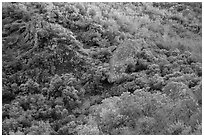 Hillside and rocks in spring. Pinnacles National Park ( black and white)